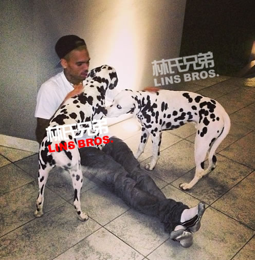 不孤单..Chris Brown不管是不是单身..他的新宠物狗不会让他孤单 (照片)