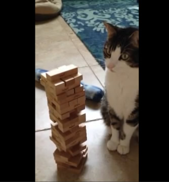 猫猫和主人玩抽积木Battle..结果主人输给蛮横的猫猫 (视频)