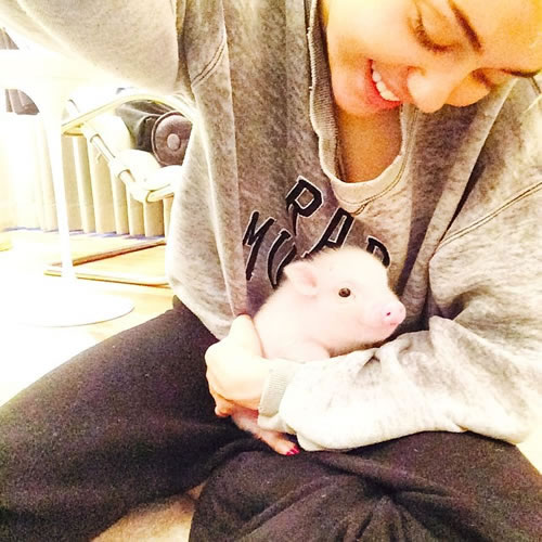 Miley Cyrus的新宠物是一只猪..它比人待遇还好..已经涂上漂亮的指甲油 (照片+视频)