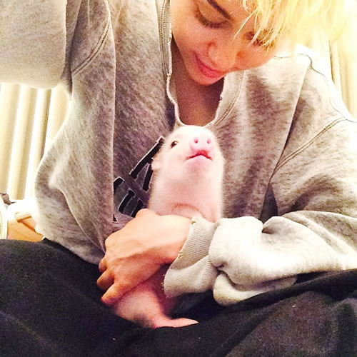 Miley Cyrus的新宠物是一只猪..它比人待遇还好..已经涂上漂亮的指甲油 (照片+视频)