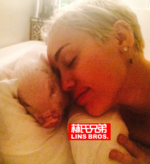 过得都不如猪! Miley Cyrus得到她和小猪画像水果拼盘..超牛的雕刻艺术 (照片)