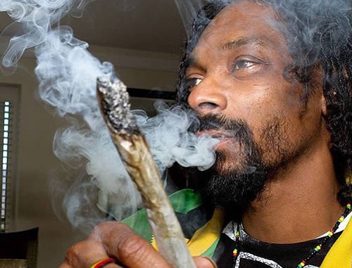 这是Snoop Dogg喜欢的猫的类型..大麻猫 (照片)