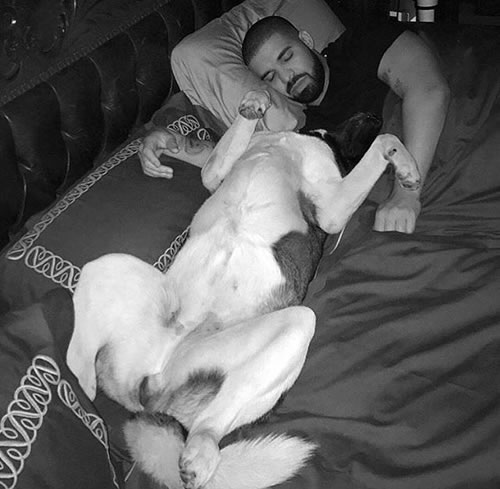 光棍节日里..单身的Drake和他的单身狗一起睡..蛋蛋的忧伤 (5张照片)